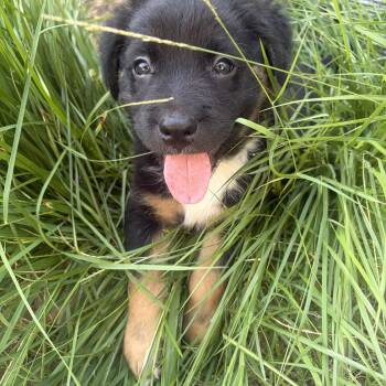 Bubba -  Bernese Mountain Dog and Bernedoodle Dog for Adoption - Bubba | PetCurious