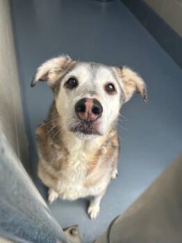 Paxton -  German Shepherd Dog and Husky Dog for Adoption in Johnson City, Tennessee - Paxton | PetCurious