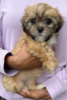Panini -  Shih Tzu Dog for Adoption in Beaverton, Oregon - Panini | PetCurious