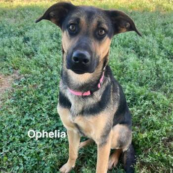 German Shepherd Dog and Labrador Retriever Dogs Available for Adoption - Ophelia | PetCurious