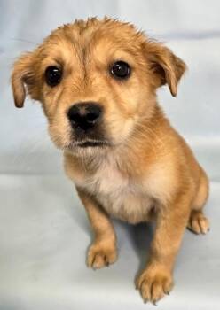 Kyrie -  Beagle and Shepherd Dog for Adoption in Morton Grove, Illinois - Kyrie | PetCurious