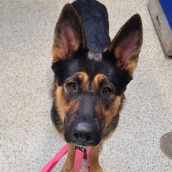 German Shepherd Dog Dogs Available for Adoption in Oak Park, Illinois - Valkyrie | PetCurious