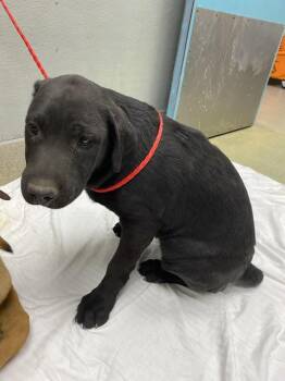 German Shepherd Dog and Mixed Breed Dogs Available for Adoption in Las Vegas, Nevada - MARLEY | PetCurious