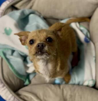 Molly -  Terrier Dog for Adoption in Jamestown, California - Molly | PetCurious