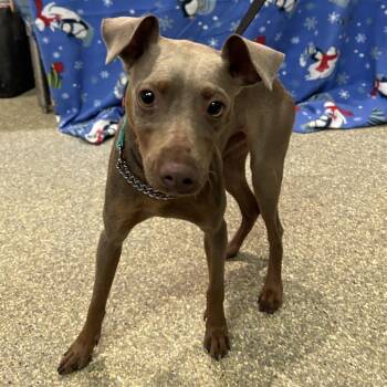 Remy - Chino Hills Location -  Miniature Pinscher Dog for Adoption in Chino Hills, California - Remy - Chino Hills Location | PetCurious