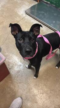 Baby Bree -  Labrador Retriever Dog for Adoption in New Braunfels, Texas - Baby Bree | PetCurious