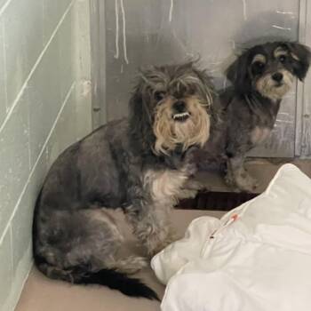 Valentino -  Miniature Schnauzer and Mixed Breed Dog for Adoption in Newark, New Jersey - Valentino | PetCurious