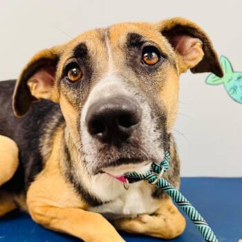 Dolly -  Shepherd and Terrier Dog for Adoption in Lebanon, Missouri - Dolly | PetCurious