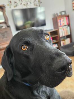 Labrador Retriever Dogs Available for Adoption - Ducas | PetCurious