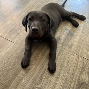 Tonya -  Labrador Retriever Dog for Adoption in Indianapolis, Indiana - Tonya | PetCurious