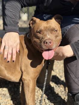 Rescue Mixed Breed Dogs for Adoption in Atlanta, Georgia - Kang | PetCurious