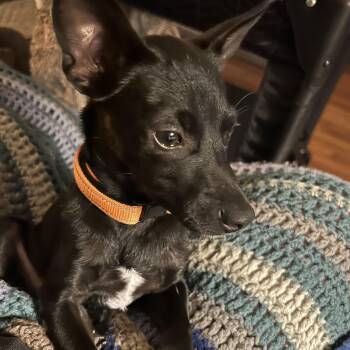 Rescue Rat Terrier Dogs for Adoption in Richmond, Virginia - Lenny | PetCurious