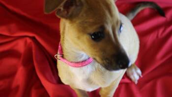 Madison -  Chiweenie Dog for Adoption in San Antonio, Texas - Madison | PetCurious