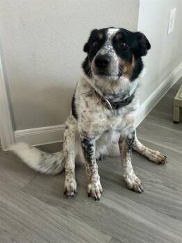 Australian Shepherd Dogs Available for Adoption in San Antonio, Texas - WAFFLE | PetCurious
