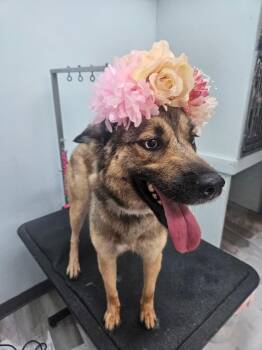 Montana -  Husky and German Shepherd Dog Dog for Adoption in Duxbury, Massachusetts - Montana | PetCurious