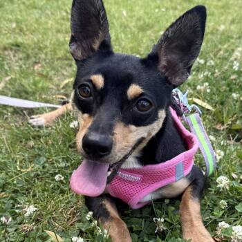 Esa -  Chihuahua Dog for Adoption in Grayslake, Illinois - Esa | PetCurious