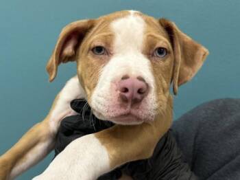 Pit Bull Terrier Dogs Available for Adoption in Portland, Oregon - Gratin | PetCurious