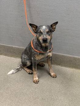 Rescue Australian Cattle Dog Blue Heeler Dogs for Adoption in Las Vegas, Nevada - NED | PetCurious