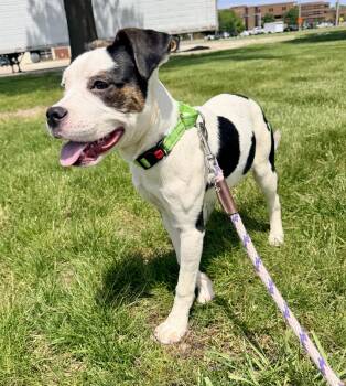 Pit Bull Terrier Dogs Available for Adoption in Wheaton, Illinois - Boyle | PetCurious