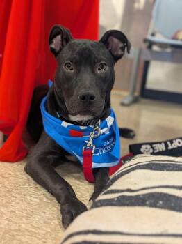 Louie -  Black Labrador Retriever Dog for Adoption in Elkhorn, Wisconsin - Louie | PetCurious