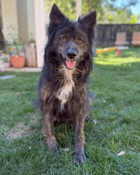 Shepherd and Husky Dogs Available for Adoption in Corona, California - Beary | PetCurious