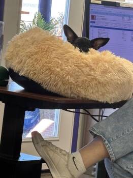 Affenpinscher Dogs Available for Adoption - Roo | PetCurious