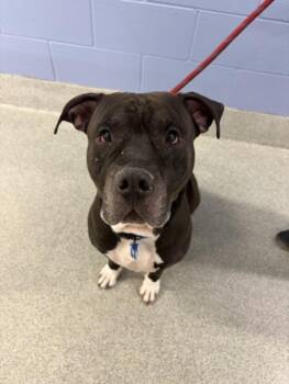 American Staffordshire Terrier and Mixed Breed Dogs Available for Adoption in Loveland, Colorado - STOOGE | PetCurious