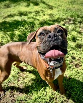 Mac -  Boxer Dog for Adoption in Monticello, New York - Mac | PetCurious