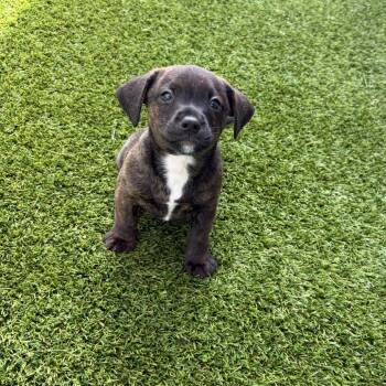 Avis 3206 -  Mixed Breed Dog for Adoption in Loxahatchee Groves, Florida - Avis 3206 | PetCurious