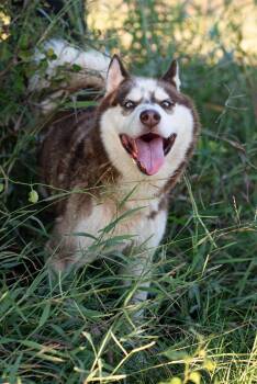 Rescue Husky Dogs for Adoption in Mason, Texas - Zeke | PetCurious