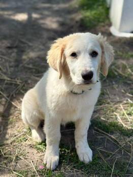 Maylin -  Great Pyrenees Dog Available for Adoption in Sun Prairie, Wisconsin - Maylin | PetCurious