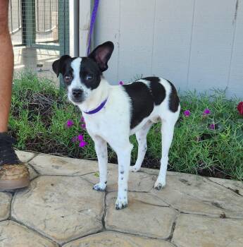 Chihuahua Dogs Available for Adoption - Geri | PetCurious