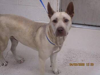 Shar Pei and Shepherd Dogs Available for Adoption - Zeke(872) | PetCurious