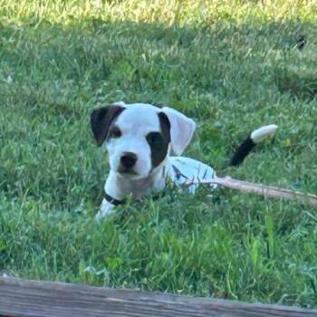 Loretta -  Pit Bull Terrier Dog for Adoption in New Tazewell, Tennessee - Loretta | PetCurious