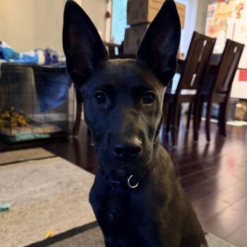 Yelena -  Belgian Shepherd Malinois and Australian Cattle Dog Blue Heeler Dog for Adoption in Monticello, Minnesota - Yelena | PetCurious