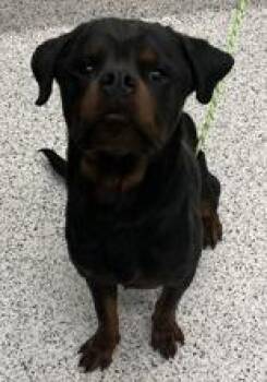 Rottweiler Dogs Available for Adoption - Knox | PetCurious