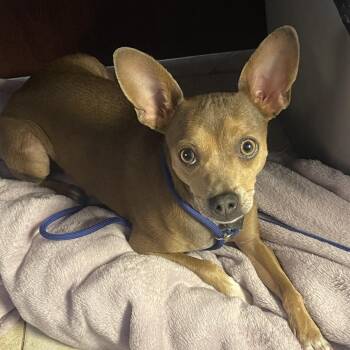 Bruno/ Santos -  Chihuahua Dog for Adoption in Casa Grande, Arizona - Bruno/ Santos | PetCurious