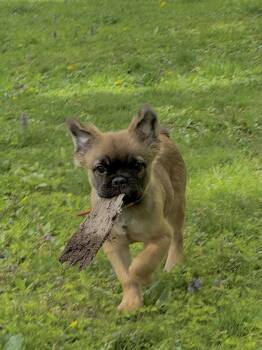 French Bulldog Dogs Available for Adoption in Brewster, New York - Gus | PetCurious