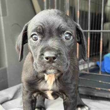 Pit Bull Terrier Dogs Available for Adoption in Columbia, South Carolina - Eos | PetCurious