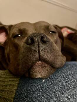 American Staffordshire Terrier and Labrador Retriever Dogs Available for Adoption - Peppermint | PetCurious