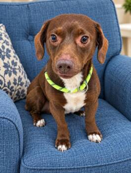Lola -  Mixed Breed Dog for Adoption in St. Augustine, Florida - Lola | PetCurious