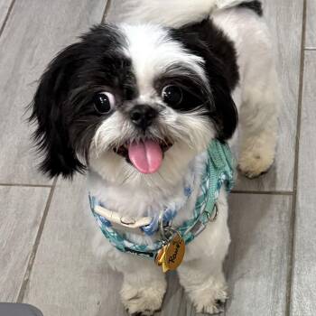 Raven Turner -  Shih Tzu Dog for Adoption in Plano, Texas - Raven Turner | PetCurious