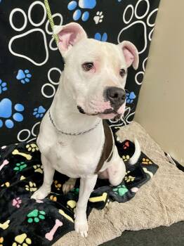 Pit Bull Terrier Dogs Available for Adoption in Washington Court House, Ohio - Ace | PetCurious