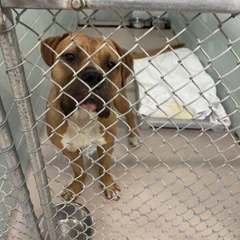 S64035 -  Mixed Breed Dog for Adoption in Newark, New Jersey - S64035 | PetCurious