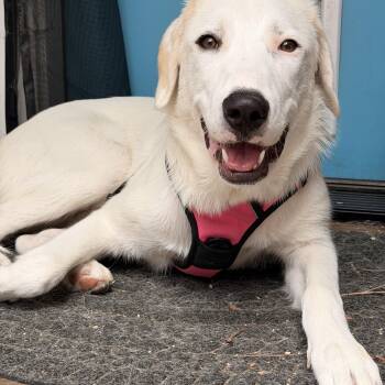 Patch -  Great Pyrenees Dog for Adoption in Krum, Texas - Patch | PetCurious