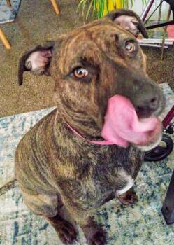 Rescue Plott Hound Dogs for Adoption in Tulsa, Oklahoma - Penny | PetCurious