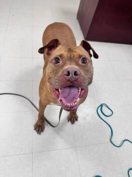 Olivia -  Pit Bull Terrier Dog for Adoption in Clayton, New Jersey - Olivia | PetCurious
