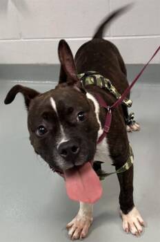 KEENO -  Boxer and Pit Bull Terrier Dog for Adoption in St. Cloud, Florida - KEENO | PetCurious
