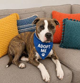 Boxer Dogs Available for Adoption in Euless, Texas - Rocket | PetCurious