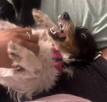 Gabby -  Terrier and Mixed Breed Dog for Adoption in Farmers Branch, Texas - Gabby | PetCurious